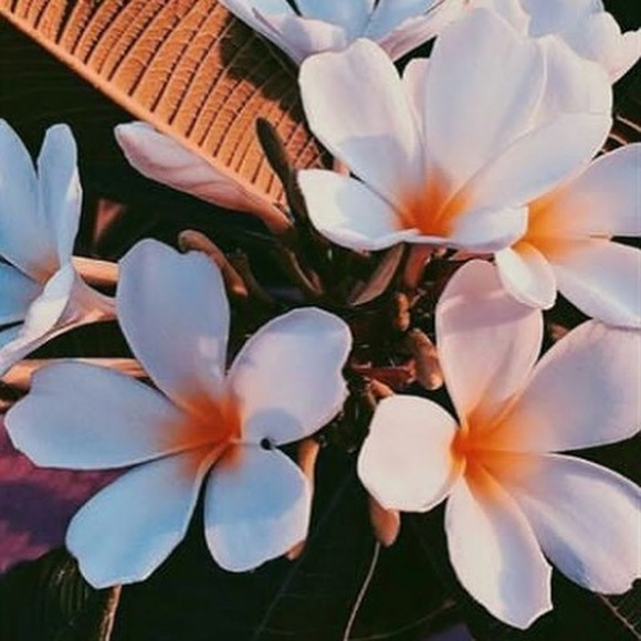 stepflores11